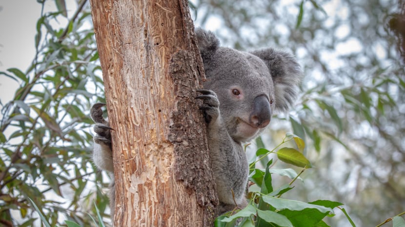 Koala Milo in der Australienaussenanlage im Zoo Zürich.