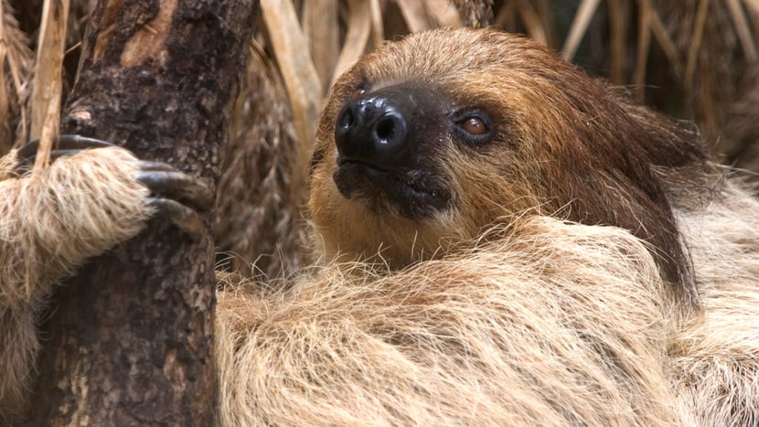 Zweifinger-Faultier im Zoo Zürich. 
