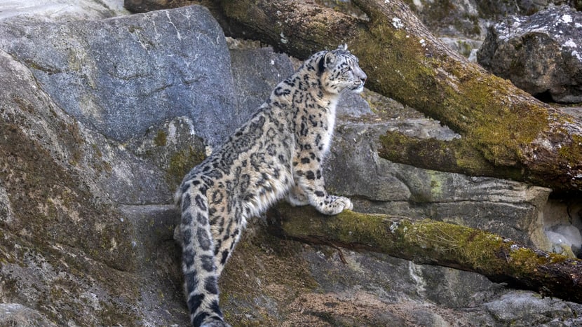 Schneeleopard im Zoo Zürich, März 2025.
