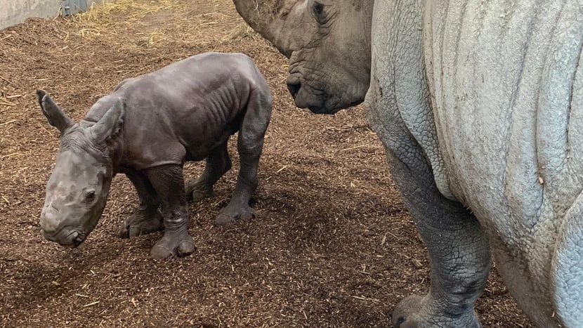 Breitmaulnashorn Tanda mit ihrem Kalb