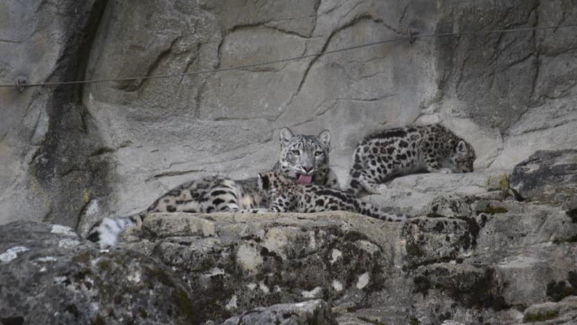 Schneeleoparden im Zoo Zürich.