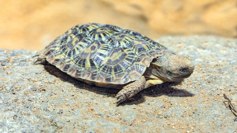 Spaltenschildkröte in der Lewa Savanne des Zoo Zürich.
