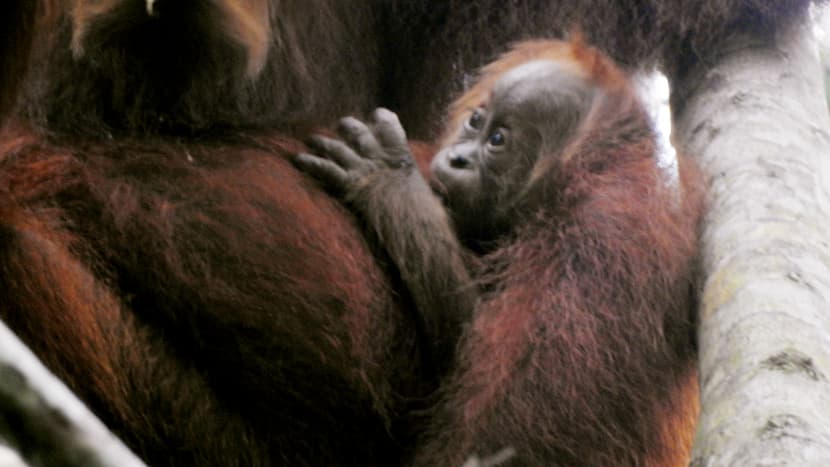 Sumatra-Orang-Utan Eja in Jantho, Sumatra.
