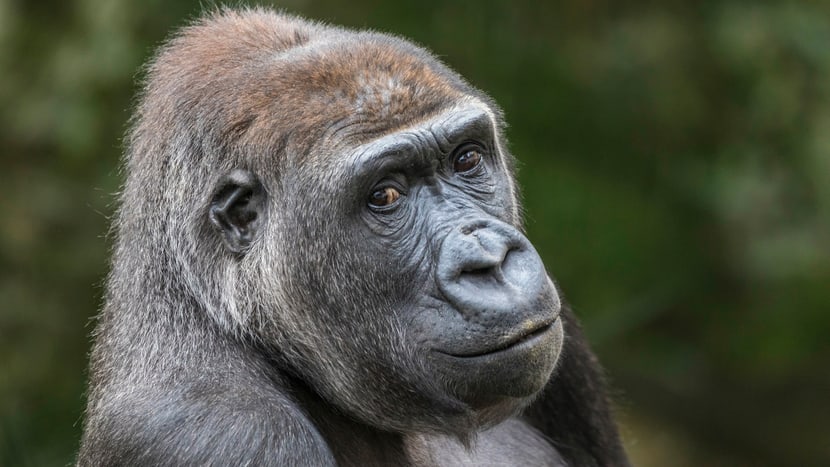 Westlicher Flachlandgorilla N'Yokumi im Zoo Zürich.