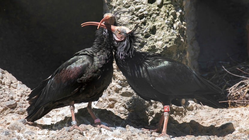 Waldrappen im Zoo Zürich.