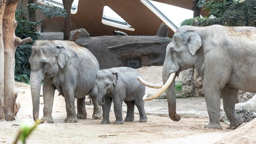 Asiatische Elefanten im Kaeng Krachan Elefantenpark im Zoo Zürich.