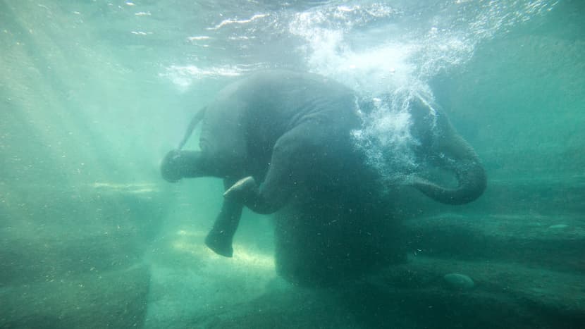 Schwimmender Elefant Farha im Kaeng Krachan Elefantenpark des Zoo Zürich.