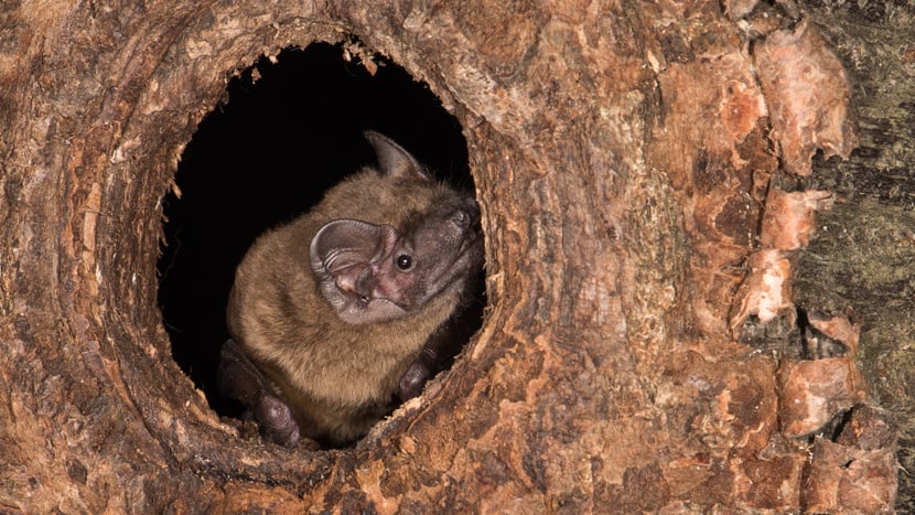 Grosser Abendsegler (Fledermaus).