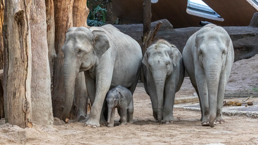 Asiatische Elefanten Indi, Umesh, Omysha und Chandra im Zoo Zürich.
