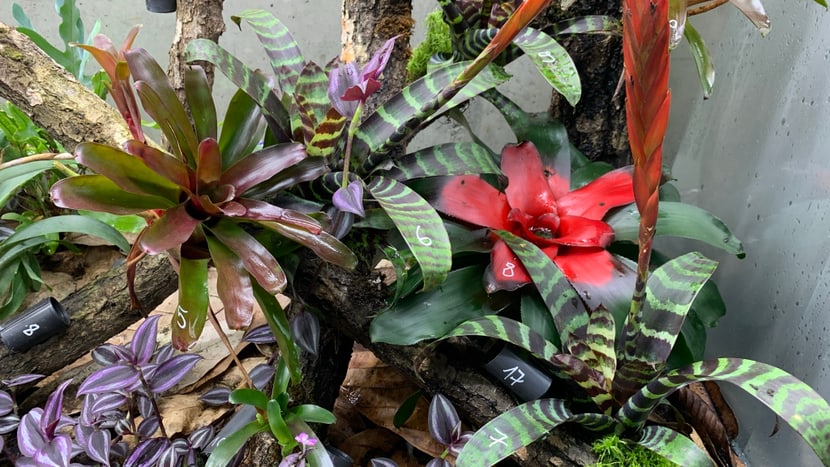 Zuchtterrarium des Harlekin-Baumsteigers mit nummerierten Eiablage- und Aufzuchtplätzen.