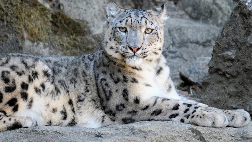 Schneeleopard im Zoo Zürich.