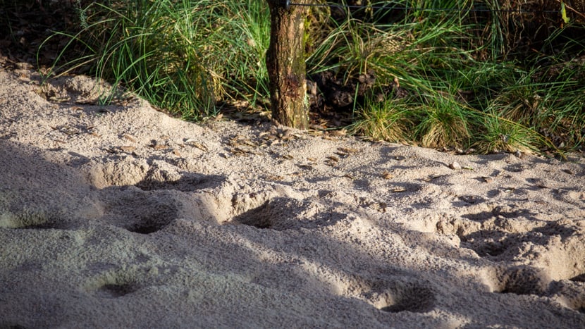 Giraffenspuren im Sand.
