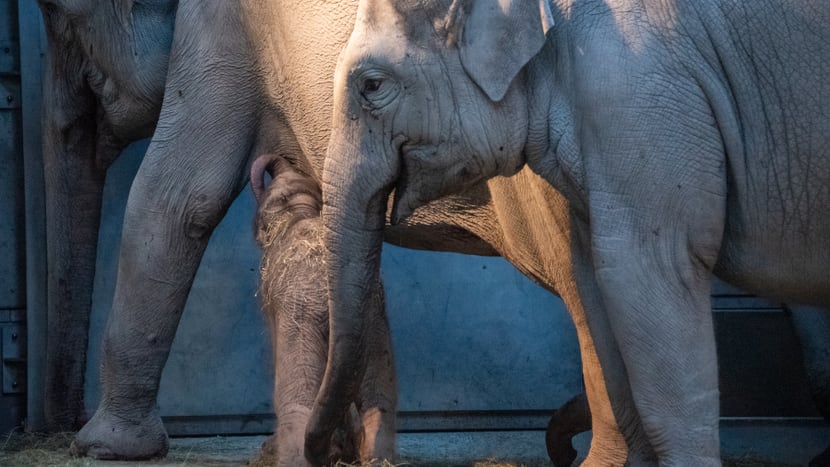 Elefanten mit neugeborenem Jungtier im Kaeng Krachan Elefantenpark im Zoo Zürich. 