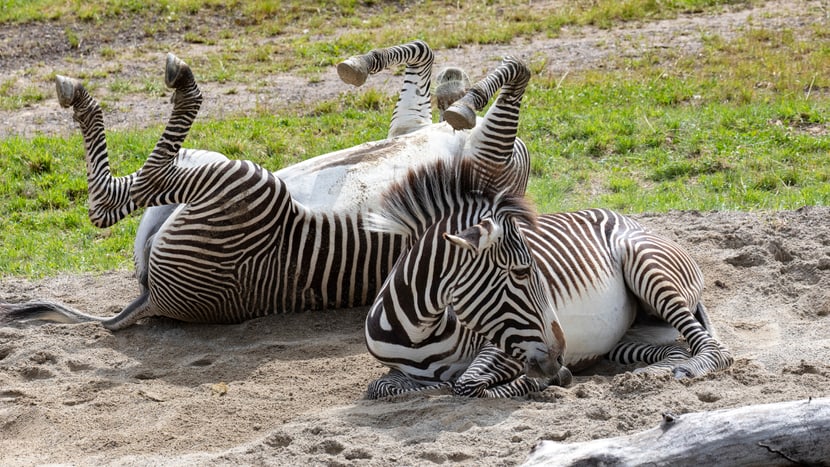Grevyzebras in der Lewa Savanne im Zoo Zürich.