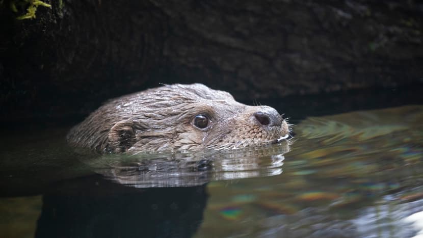Europäischer Fischotter Lulu im Zoo Zürich.