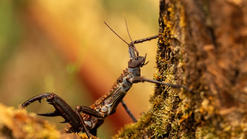 Dornschrecke im Insektenwald.