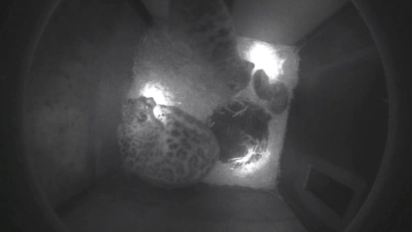 Schneeleoparden mit Jungtieren in der Wurfbox.