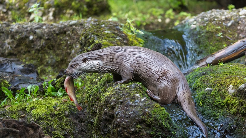 Europäischer Fischotter frisst Fisch.
