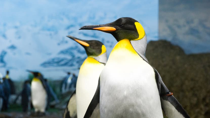 Königspinguine in ihrer Innenanlage im Zoo Zürich.
