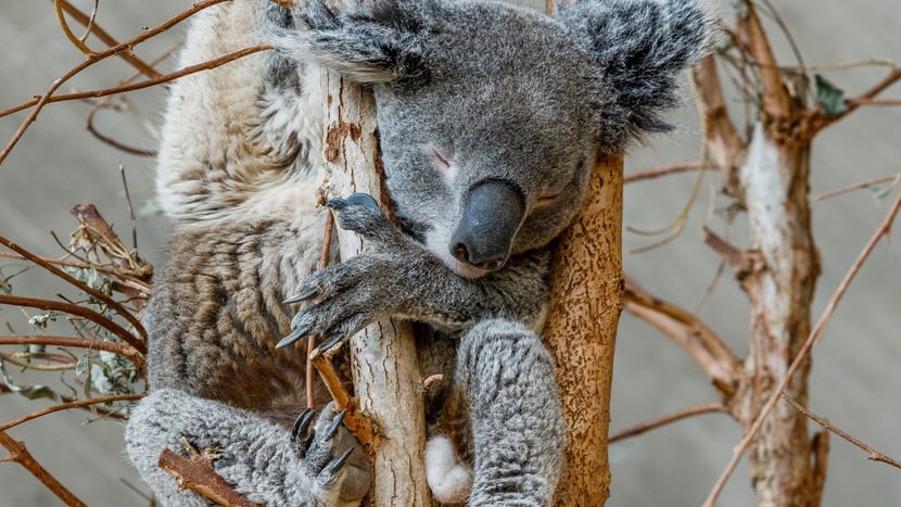 Bildauszug aus dem Buch Habitat, Koala.