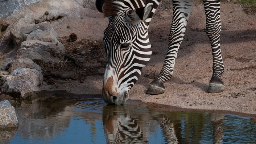 Grevyzebras in der Lewa Savanne im Zoo Zürich.