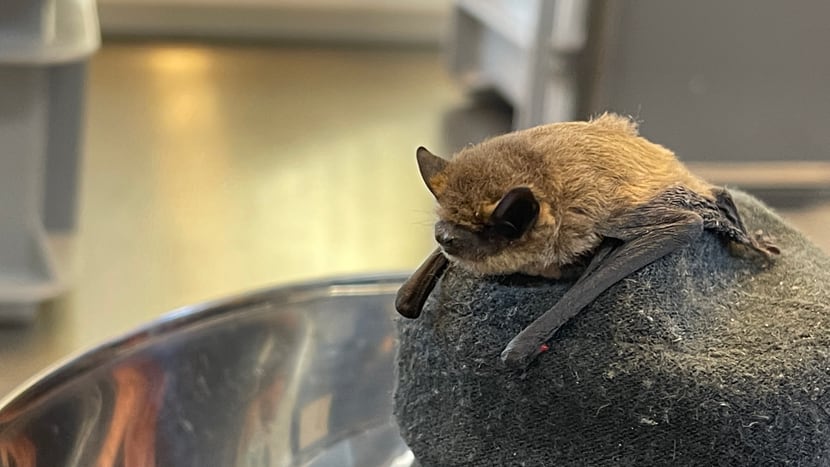 Zwergfledermaus in der Fledermaus-Notpflegestation.