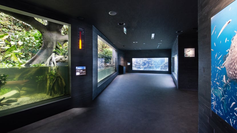 Aquarium im Zoo Zürich.