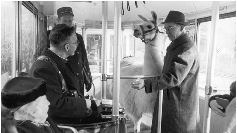 Historische Aufnahme Zoo Zürich mit Fritz Bucher