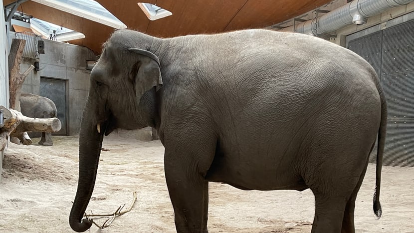 Die Asiatische Elefantenkuh Farha im Managementbereich des Kaeng Krachan Elefantenparks im Zoo Zürich.