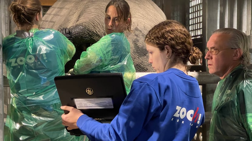 Das Veterinär-Team bei einer wehenfördernden Massage. 