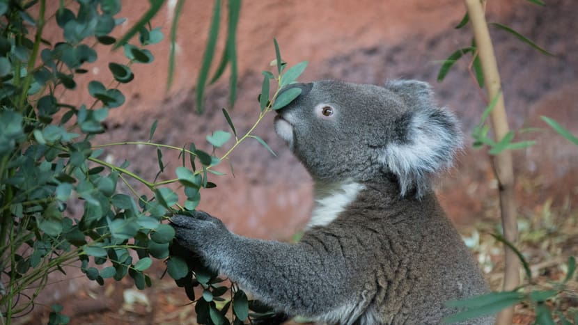 Koala im Australienhaus im Zoo Zürich.