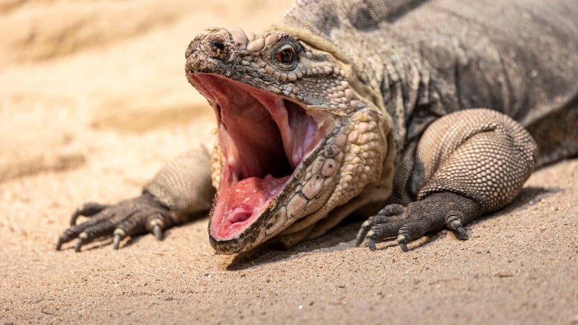 Exuma-Wirtelschwanzleguan mit offenem Maul. 