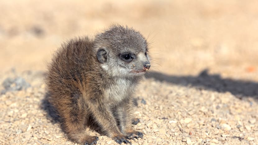 Junges Erdmännchen in der Lewa Savanne des Zoo Zürich.