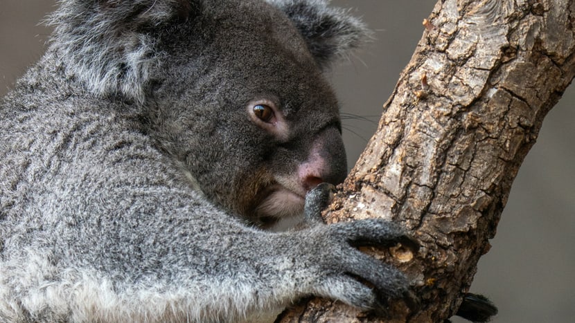 Koala Pippa im Zoo Zürich.
