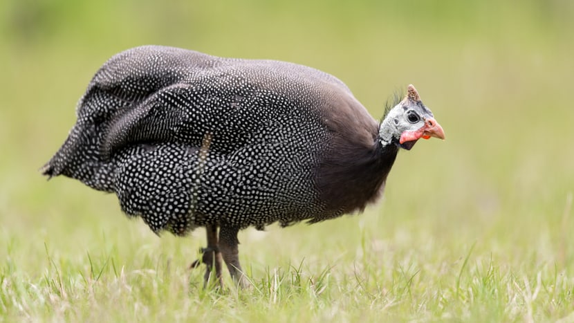 Helmperlhuhn in der Lewa Savanne im Zoo Zürich.