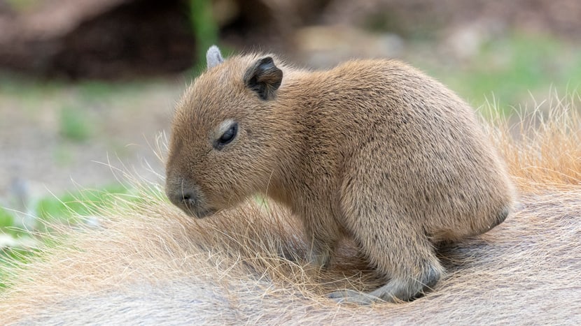Junges Capybara im Pantanal des Zoo Zürich.