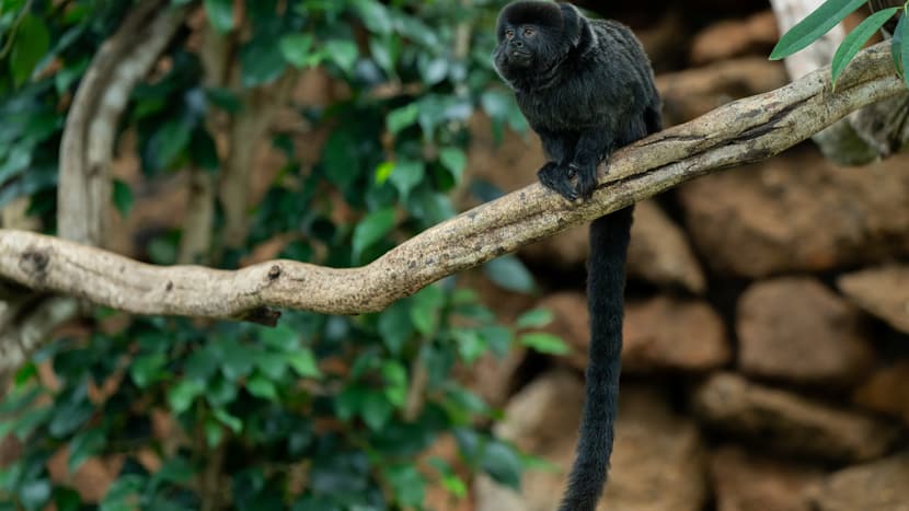 Springtamarin im Zoo Zürich.