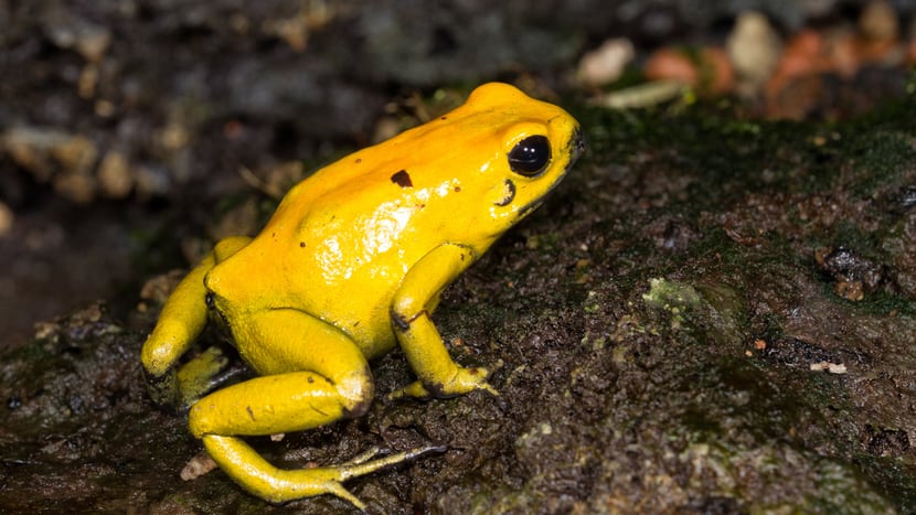 Goldener Pfeilgiftfrosch im Zoo Zürich.