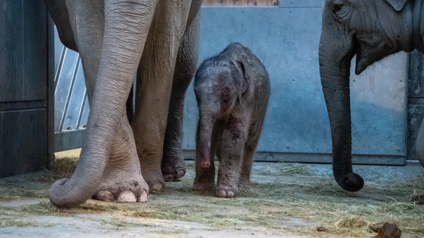 Elefanten mit neugeborenem Jungtier im Kaeng Krachan Elefantenpark im Zoo Zürich. 