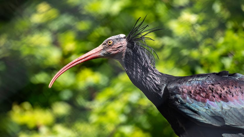 Waldrapp im Zoo Zürich.