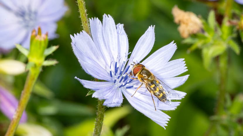 Frühe Grossstirnschwebfliege auf einer einheimischen Blume im Zoo Zürich.
