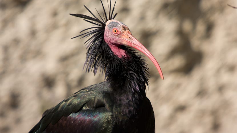 Waldrapp im Zoo Zürich.