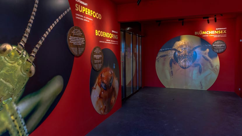 Insektenwald im Zoo Zürich, März 2025.