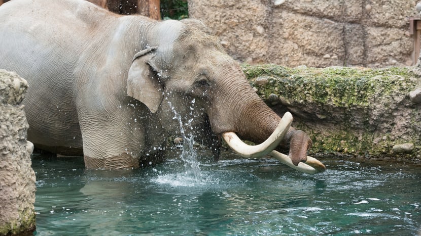 Asiatischer Elefant Maxi im Kaeng Krachan Elefantenpark des Zoo Zürich.