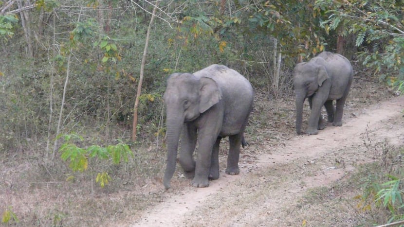 Wildlebende Asiatische Elefanten in Thailand.