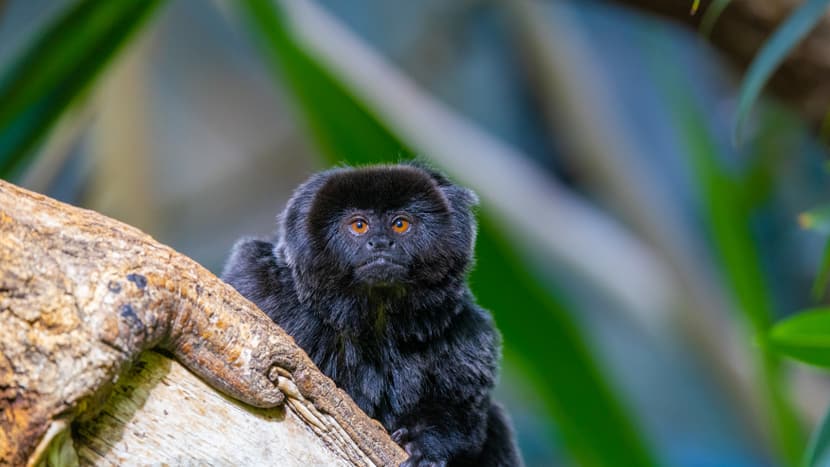 Springtamarin