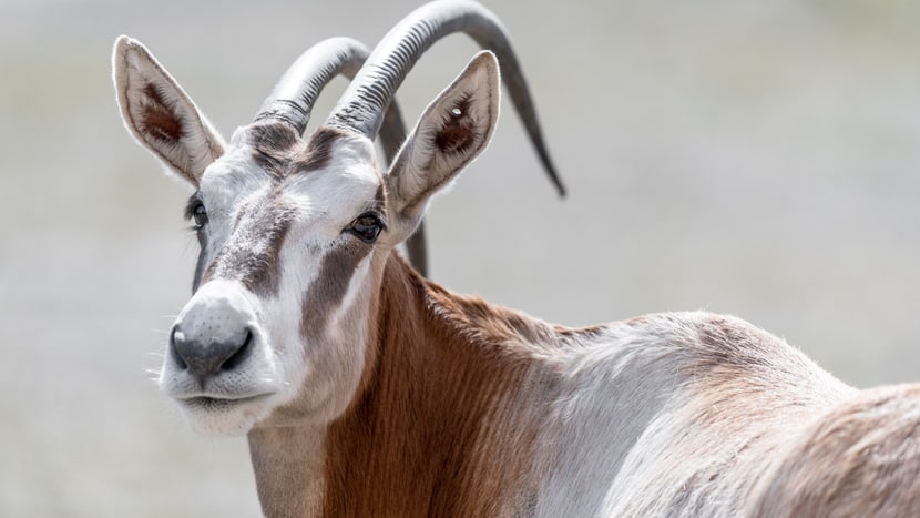 Säbelantilope in der Lewa Savanne im Zoo Zürich.