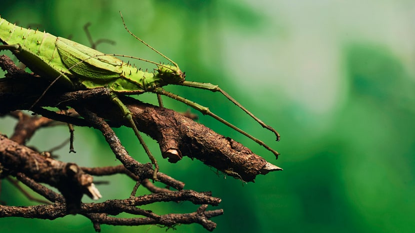 Malaiische Riesengespenstschrecke im Insektenwald des Zoo Zürich.