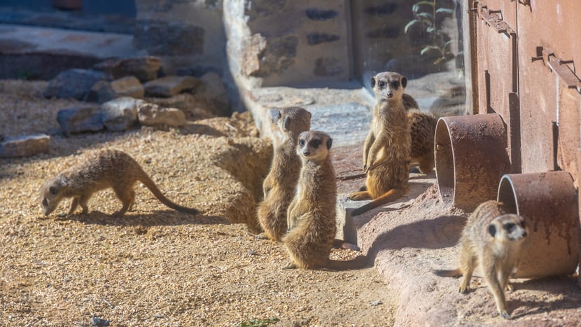 Erdmännchen in der Lewa Savanne des Zoo Zürich.