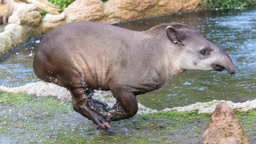 Flachlandtapir